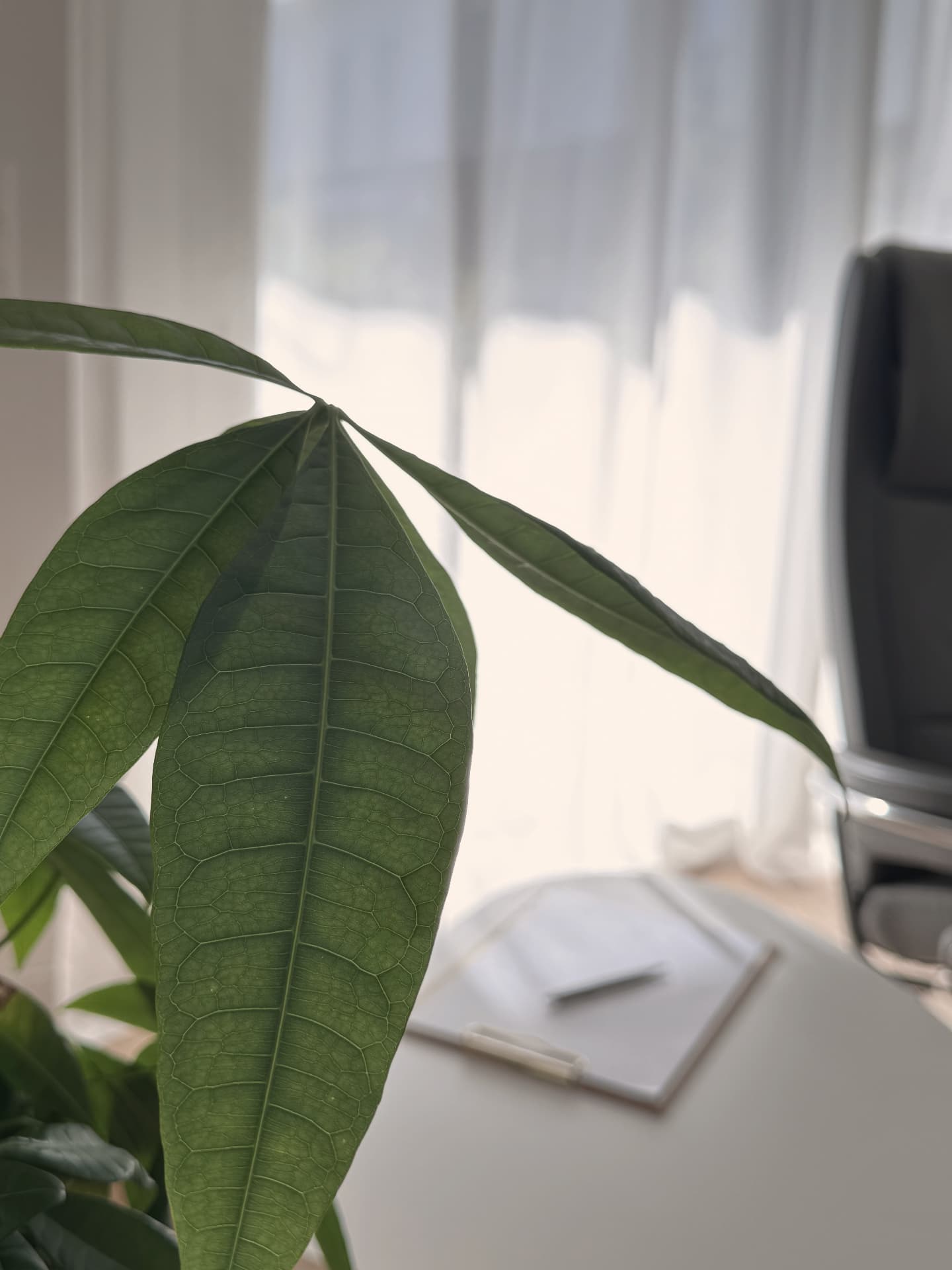 Nahaufnahme einer Grünpflanze vor dem lichtdurchfluteten Fenster des Therapieraums